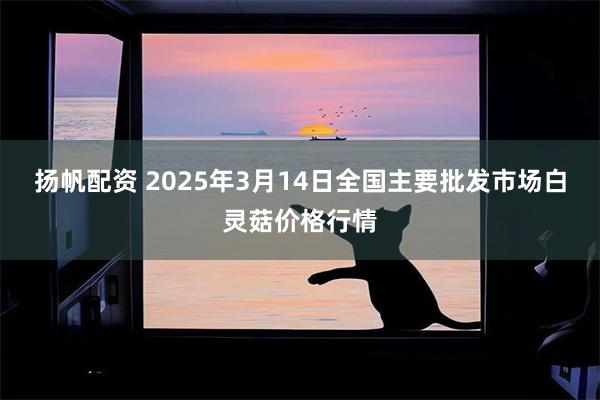 扬帆配资 2025年3月14日全国主要批发市场白灵菇价格行情